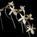 Orchidée Aerangis